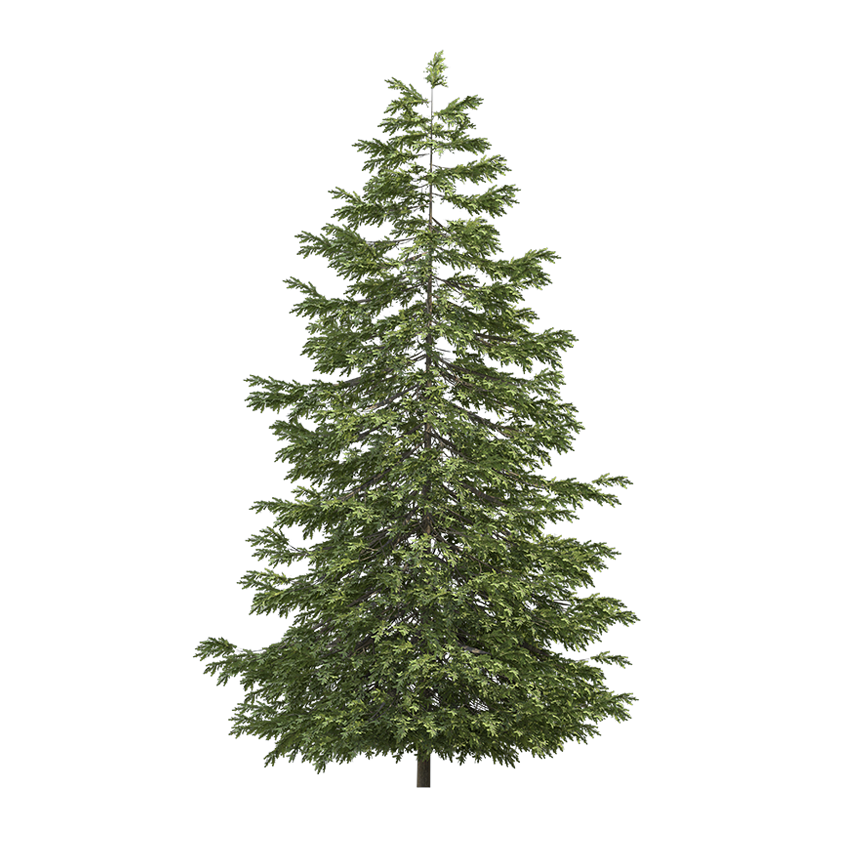 Picea Abies - Spruce 03